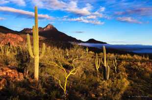 Saguaro National Park-6423.jpg